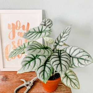 Alokazja Silver Dragon ⌇ Alocasia
