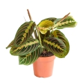 maranta tricolor sadzonka w donicy cena