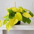 Filodendron lemon lime sadzonka