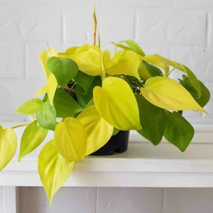 Filodendron Lemon Lime ⌇ Philodendron