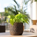 Filodendron lemon Lime w donicy