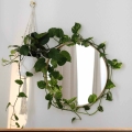 Epipremnum Marble Queen ozdobne pnącze lustro
