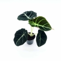 Alokazja Black Velvet cena