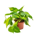 filodendron brasil sadzonki sprzedaż wysyłkowa