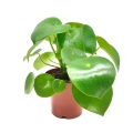 peperomia raindrop sadzonki cena