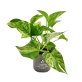 epipremnum marble queen sadzonki sprzedaż