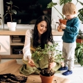 Odżywka do bonsai kiedy użyć?