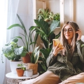 kalatea okrągłolistna ficus strelicja rośliny w salonie