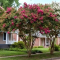 Lagerstroemia Petite Red  do ogrodu