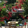 Lagerstroemia Petite Red  na taras