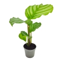 calathea orbifolia sadzonki cena