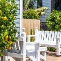Cytryna Lemon Lover na patio