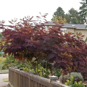 Albicja Summer Chocolate ⌇ Albizia julibrissin