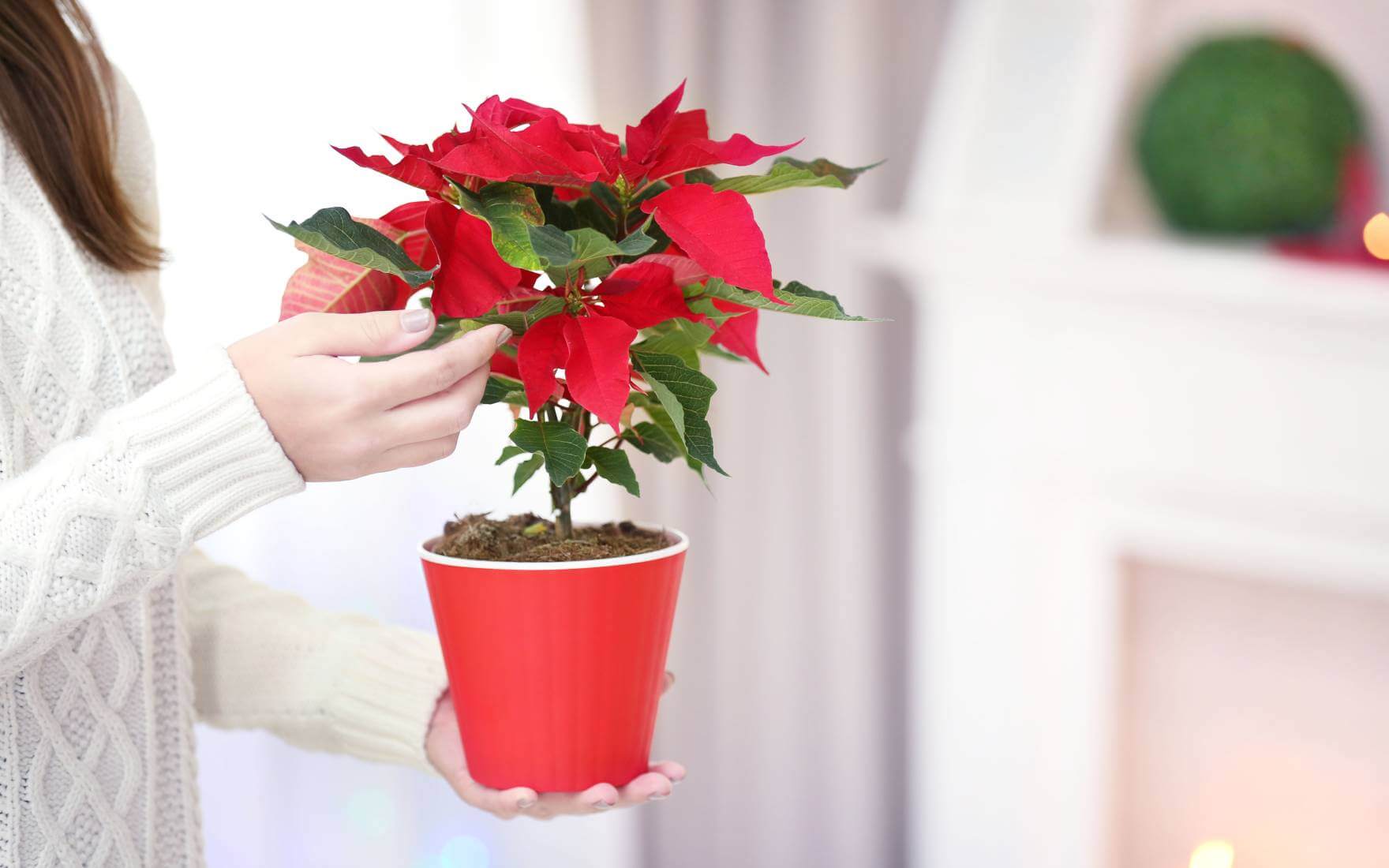 Co zrobić z gwiazdą betlejemską po świętach?