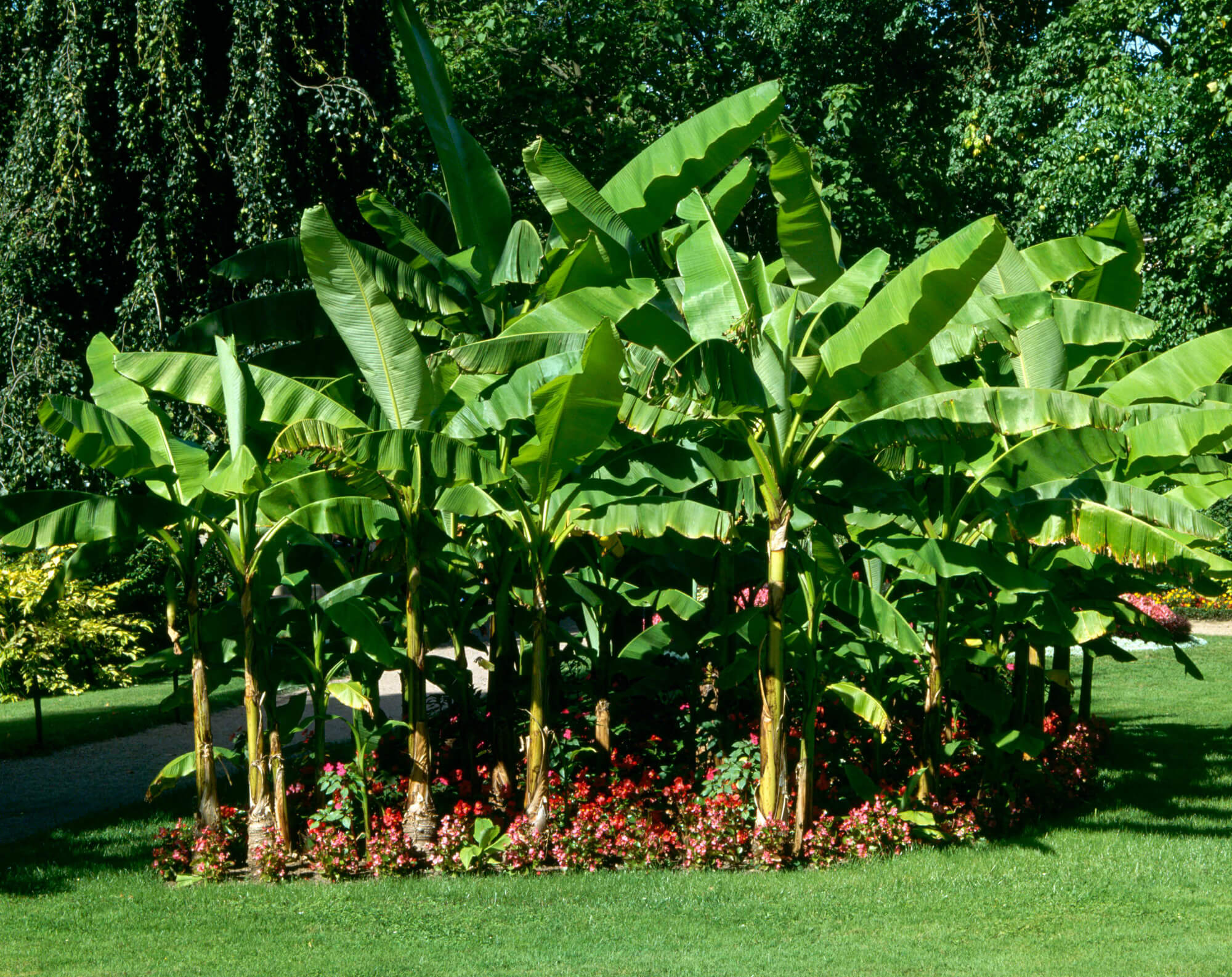 Musa acuminata uprawa w domu
