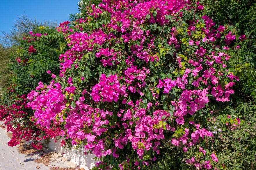 Bugenvillea jak lawina kwiatów