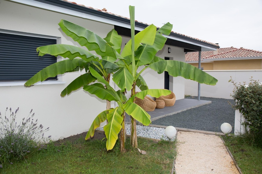 Bananowiec w ogrodzie - zaleta globalnego ocieplenia ;)