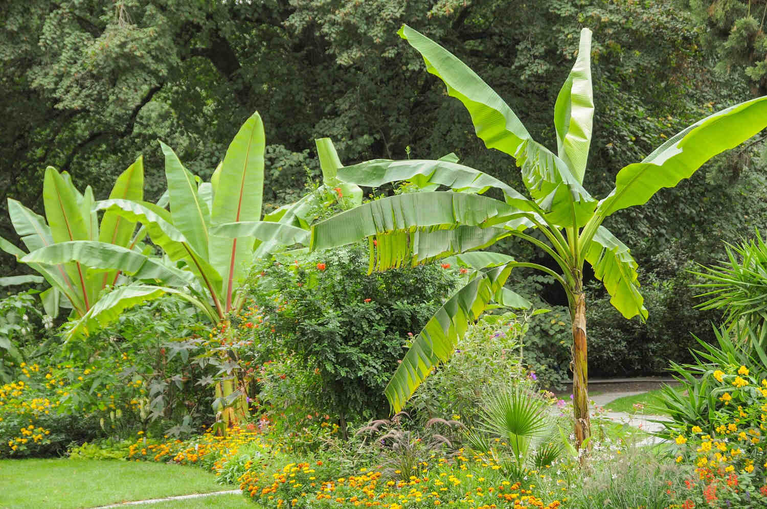 Bananowce w polskim ogrodzie