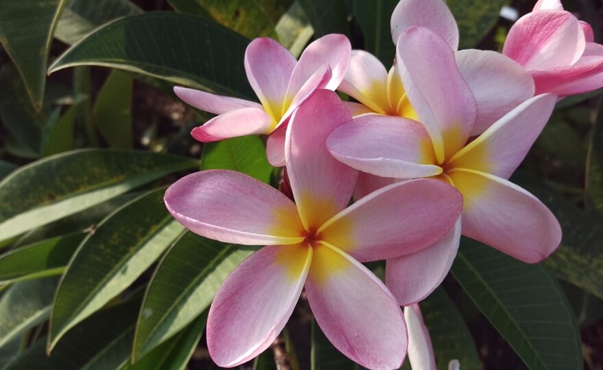 Plumeria kwiat Lei na hawajskie naszyjniki
