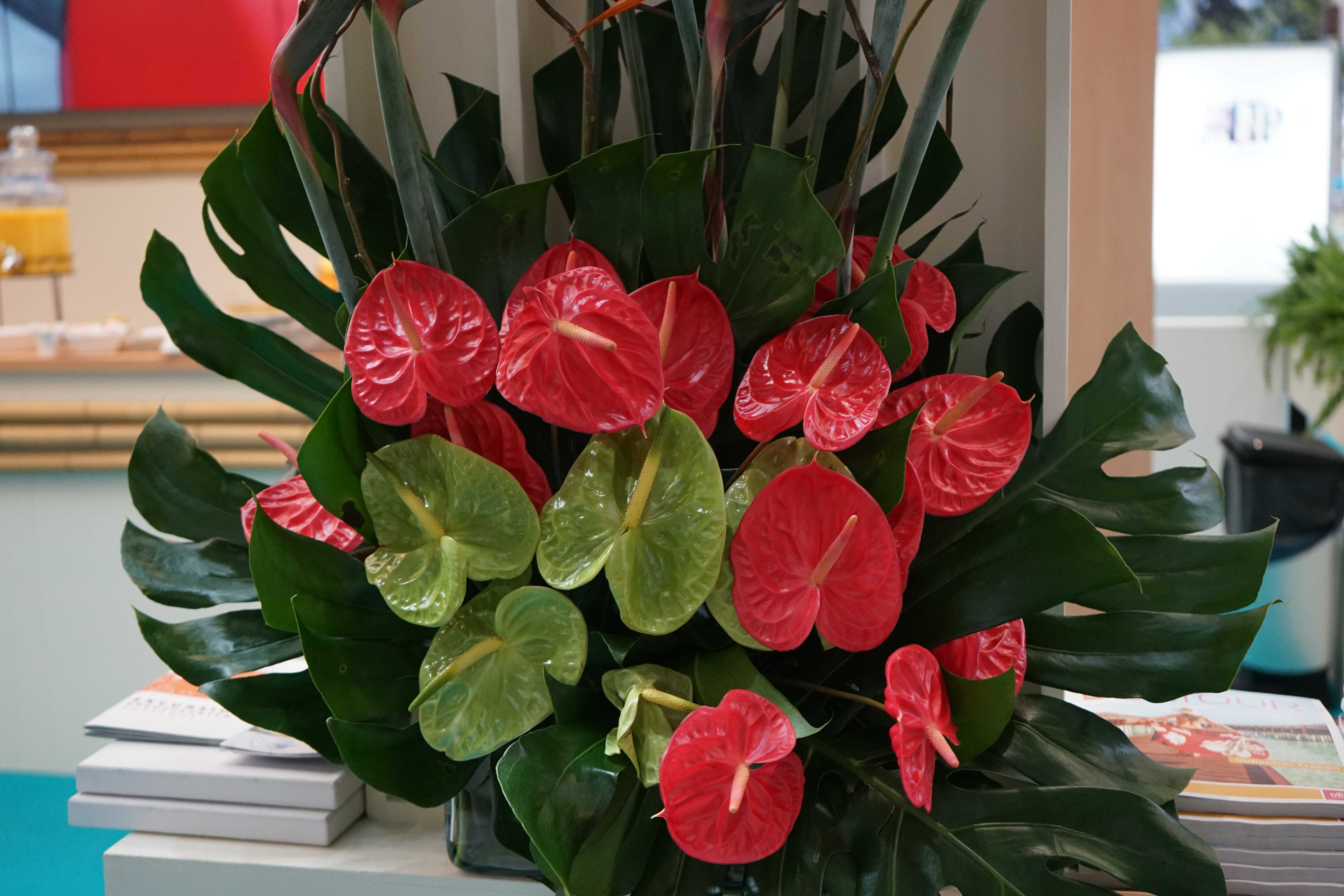 Kompozycja florystyczna monstera i anturium