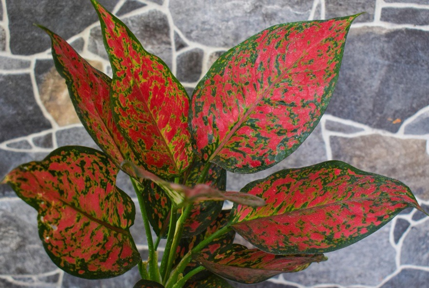 Aglaonema z różowymi liśćmi