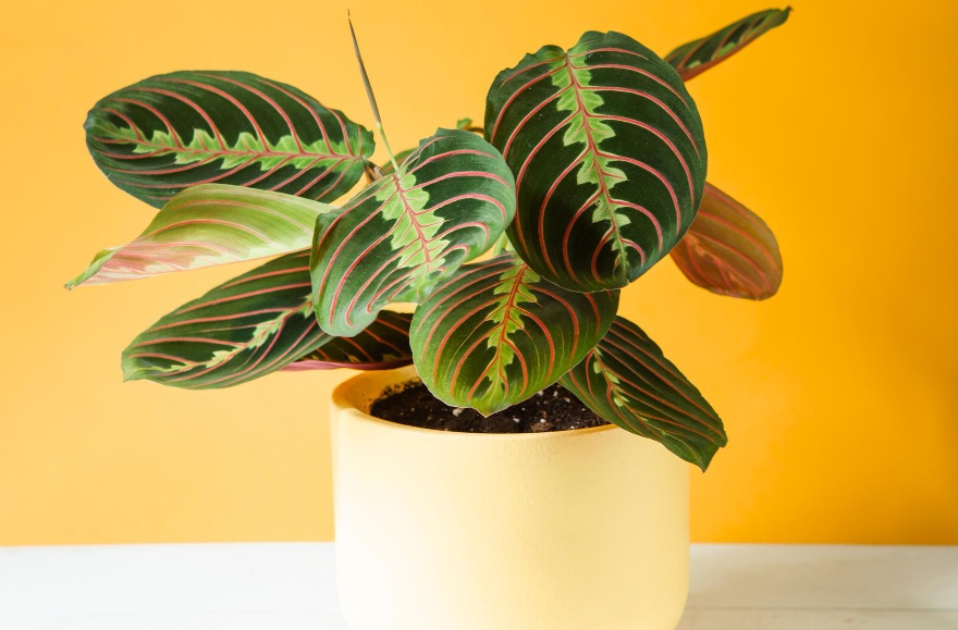 Maranta Fascinator Tricolor