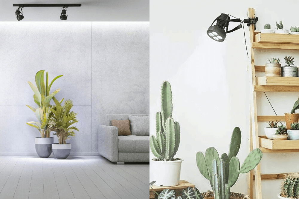 doswietlanie roslin domowych za pomoca specjalistycznych lamp 