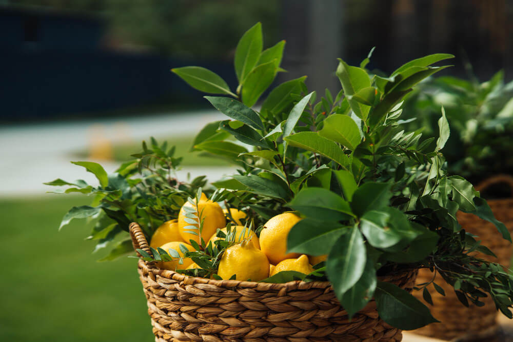 Cytryna uprawa w Polsce