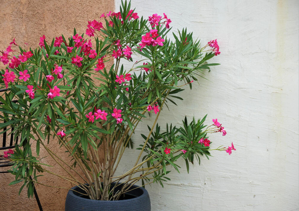 Oleander w donicy na tarsie