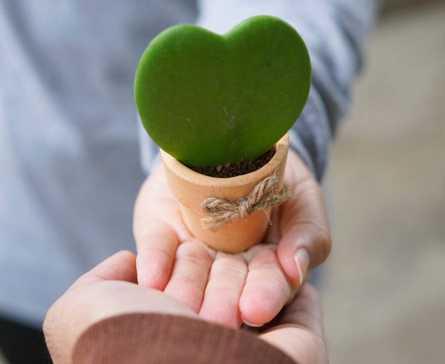 Kwiat serce hoya kerrii