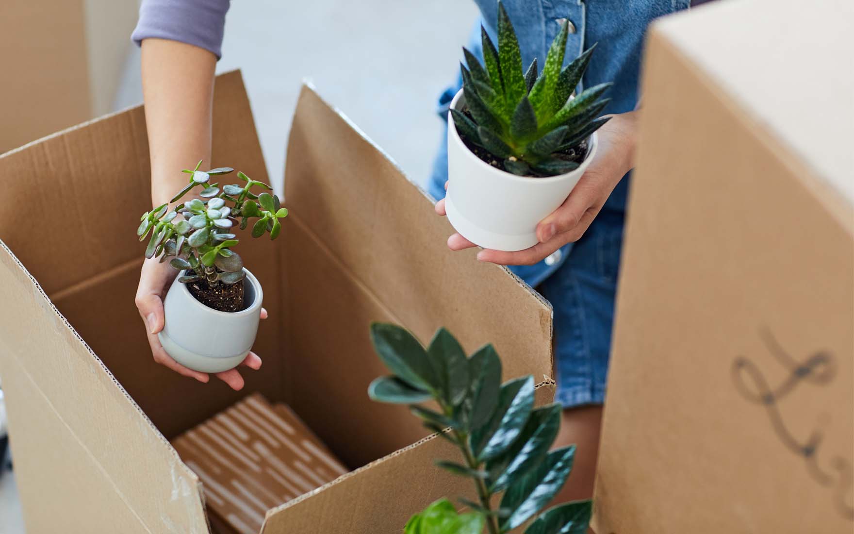 Bezpieczna wysyłka roślin w okresie zimowym