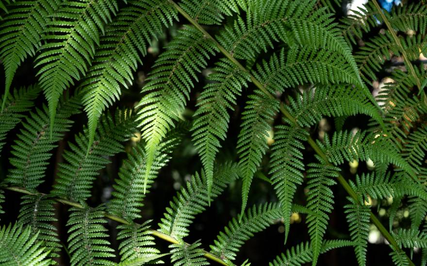 Dicksonia