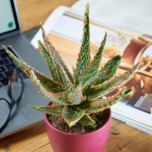 Aloes Dannyz