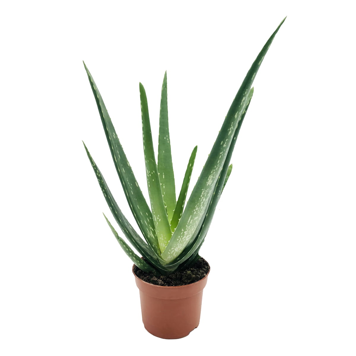 Aloes leczniczy (Aloe vera) real foto sadzonki