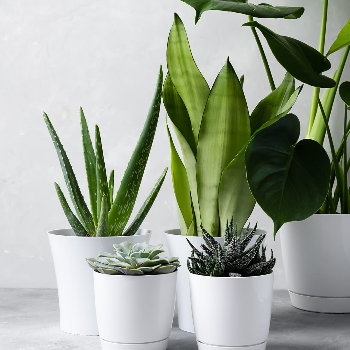 Aloes leczniczy kompozycja sukulentów