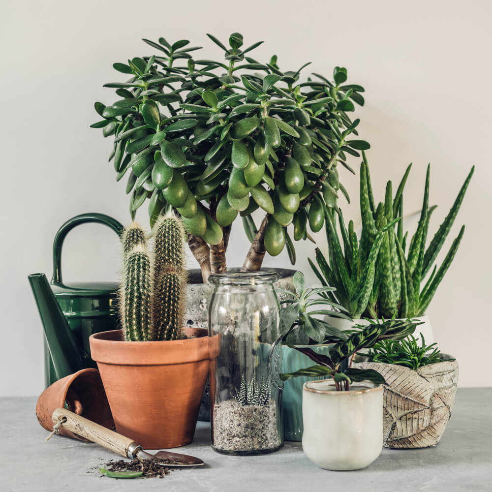 Aloes leczniczy w uprawie domowej