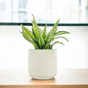 Dracena Malaika