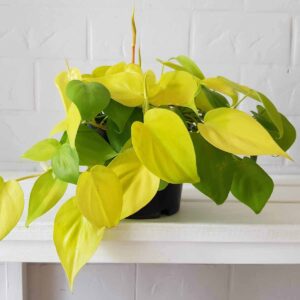Filodendron Lemon Lime