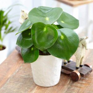 Peperomia Raindrop
