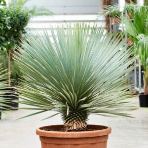 Juka rostrata