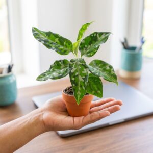 Aglaonema Tricolor