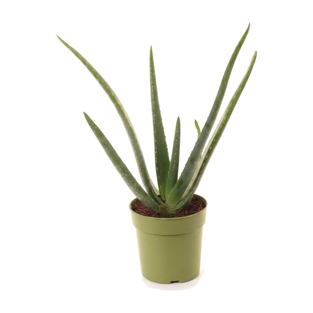 Aloes leczniczy ⌇ Aloe vera — rozmiar L