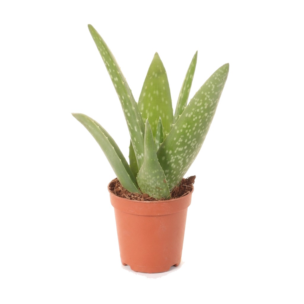 Aloes leczniczy ⌇ Aloe vera — rozmiar MALUCH