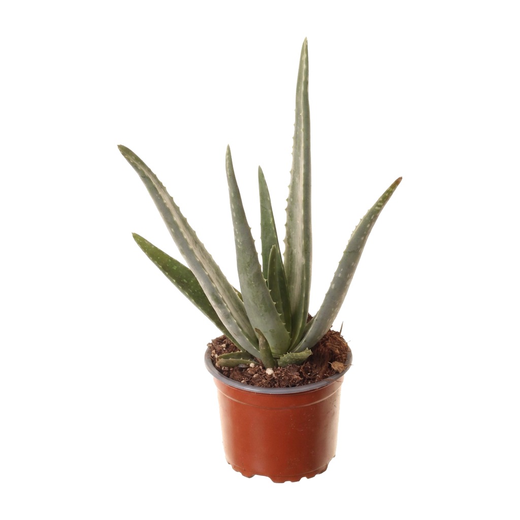 Aloes leczniczy ⌇ Aloe vera