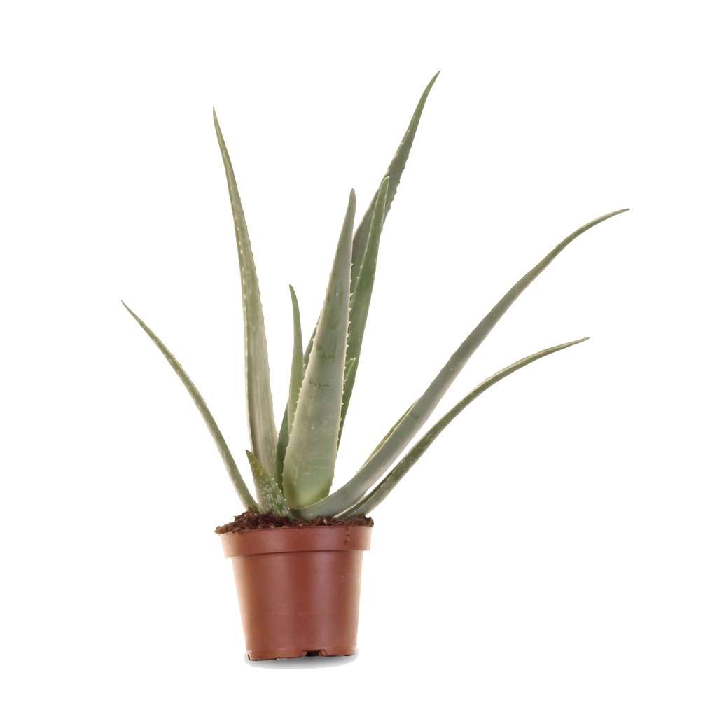 Aloes leczniczy ⌇ Aloe vera — rozmiar XL