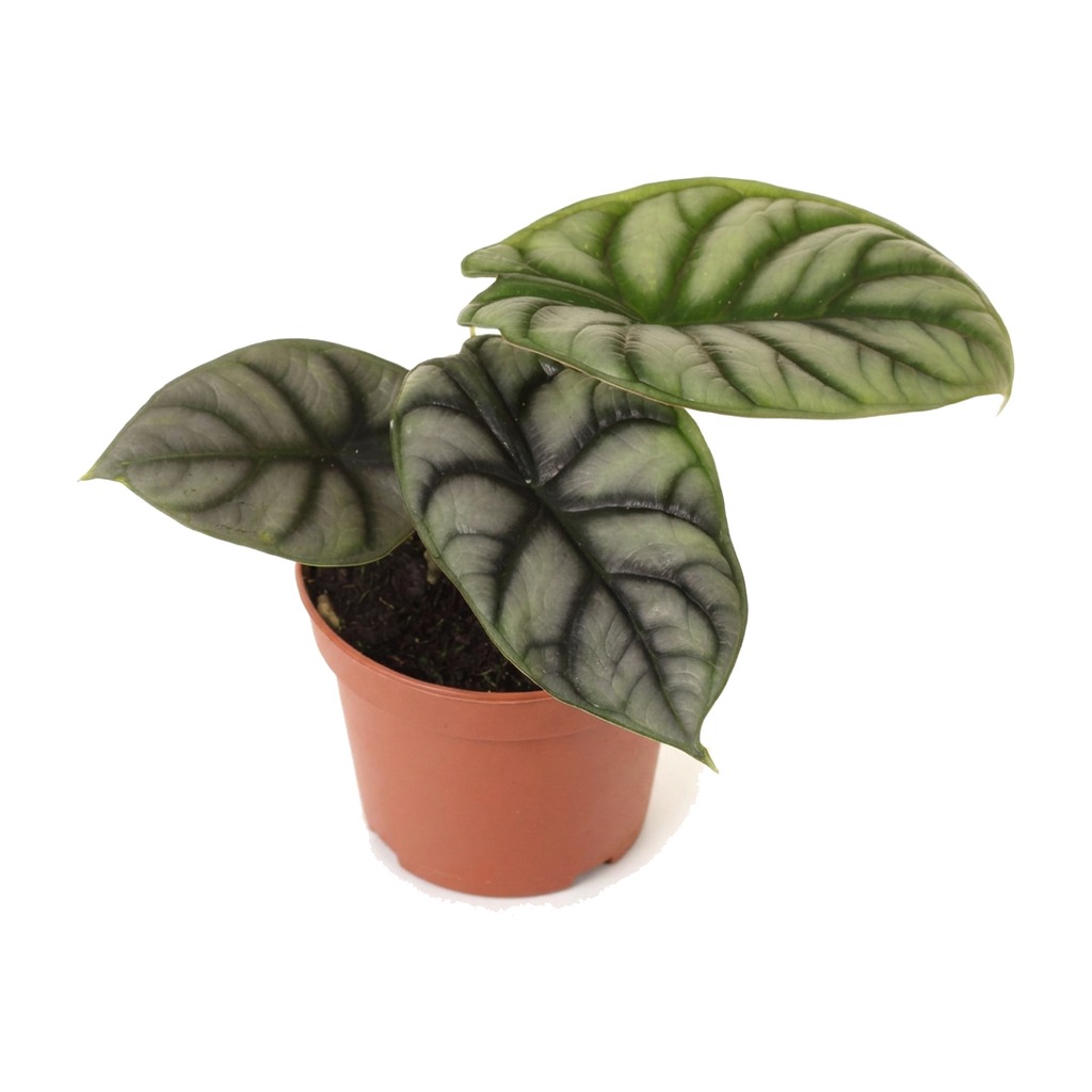 Alokazja Silver Dragon ⌇ Alocasia baginda 'Silver Dragon’ — rozmiar M