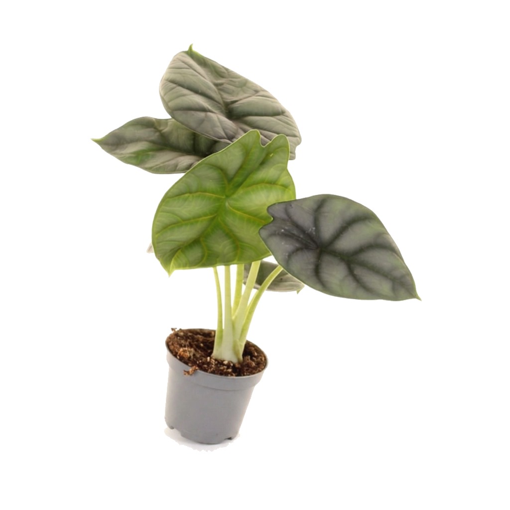Alokazja Silver Dragon ⌇ Alocasia baginda 'Silver Dragon'
