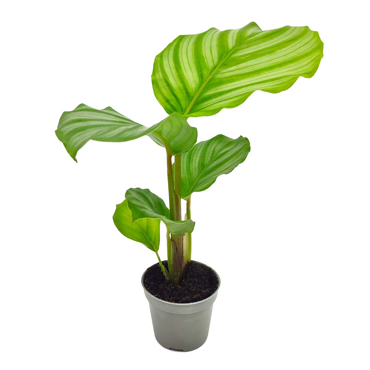 calathea orbifolia sadzonki cena