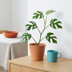 Filodendron Monstera Minima