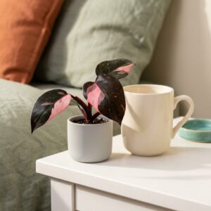Filodendron Pink Princess